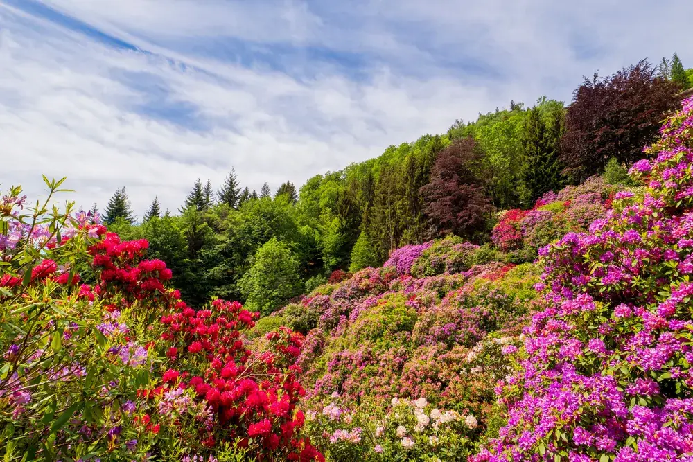 Hillside of blooming rhododendrons against green forest
